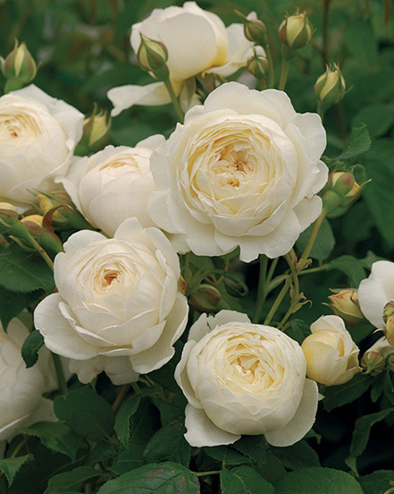 Công ty TNHH Nhà Habest Ninh Ba